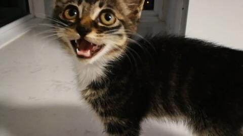 有好多爆料的猫吗视频,“有好多爆料的猫吗”视频背后的秘密 第1张 有好多爆料的猫吗视频,“有好多爆料的猫吗”视频背后的秘密 第1张